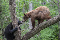Black Bear (Ursus americanus) pair greeting in tree, Orr, Minnesota