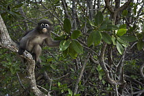 Dusky Leaf Monkey (Trachypithecus obscurus) juvenile feeding in tree, Khao Sam Roi Yot National Park, Thailand