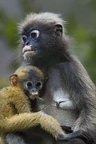 Dusky Leaf Monkey (Trachypithecus obscurus) female with nursing baby, Khao Sam Roi Yot National Park, Thailand