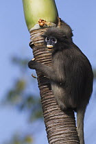 Dusky Leaf Monkey (Trachypithecus obscurus) juvenile in palm tree, Khao Sam Roi Yot National Park, Thailand
