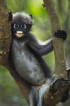 Dusky Leaf Monkey (Trachypithecus obscurus) juvenile, Khao Sam Roi Yot National Park, Thailand