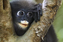Dusky Leaf Monkey (Trachypithecus obscurus) juvenile, Khao Sam Roi Yot National Park, Thailand