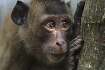 Long-tailed Macaque (Macaca fascicularis) juvenile, Khao Sam Roi Yot National Park, Thailand