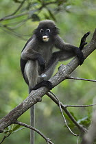 Dusky Leaf Monkey (Trachypithecus obscurus) male in tree, Khao Sam Roi Yot National Park, Thailand