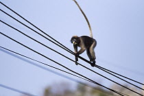 Dusky Leaf Monkey (Trachypithecus obscurus) walking on power lines, Khao Sam Roi Yot National Park, Thailand