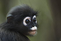 Dusky Leaf Monkey (Trachypithecus obscurus), Khao Sam Roi Yot National Park, Thailand