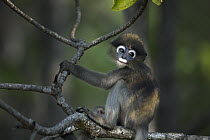 Dusky Leaf Monkey (Trachypithecus obscurus) baby, Khao Sam Roi Yot National Park, Thailand