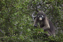Dusky Leaf Monkey (Trachypithecus obscurus) feeding on leaves, Khao Sam Roi Yot National Park, Thailand