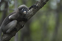 Dusky Leaf Monkey (Trachypithecus obscurus) juvenile in tree, Khao Sam Roi Yot National Park, Thailand