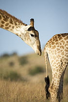 South African Giraffe (Giraffa giraffa giraffa) male smelling female to see if she is in heat, KwaZulu-Natal, South Africa