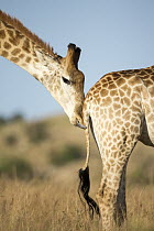 South African Giraffe (Giraffa giraffa giraffa) male licking tail of female to see if she is in heat, KwaZulu-Natal, South Africa
