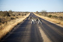 Burchell's Zebra (Equus burchellii) crossing road, Kruger National Park, South Africa