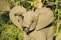 African Elephant (Loxodonta africana) calf raising trunk, Kruger National Park, South Africa