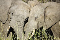 African Elephant (Loxodonta africana) juveniles play-fighting, Kruger National Park, South Africa