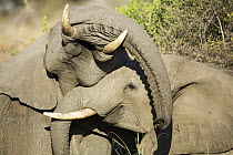African Elephant (Loxodonta africana) juveniles play-fighting, Kruger National Park, South Africa