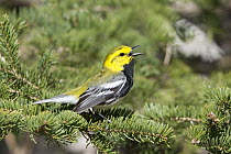 Black-throated Green Warbler (Setophaga virens)in conifer calling, Maine
