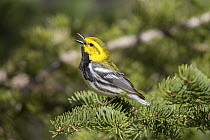 Black-throated Green Warbler (Setophaga virens)in conifer calling, Maine