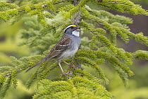White-throated Sparrow (Zonotrichia albicollis) on conifer calling, Maine