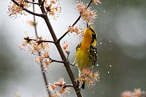 Blackburnian Warbler (Setophaga fusca) feeding on blossoms in rain, Maine