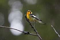 Blackburnian Warbler (Setophaga fusca) calling in rain, Maine