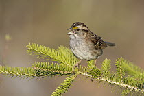 White-throated Sparrow (Zonotrichia albicollis) female calling, Maine