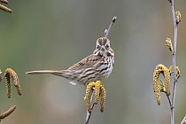 Song Sparrow (Melospiza melodia), Maine