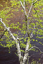 Paper Birch (Betula papyrifera) and river, Cape Breton Highland National Park, Nova Scotia, Canada