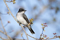 Eastern Kingbird (Tyrannus tyrannus), Maine