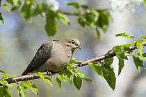 Mourning Dove (Zenaida macroura), Maine