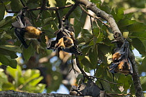 Lyle's Flying Fox (Pteropus lylei) group roosting, Siem Reap, Cambodia