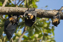 Lyle's Flying Fox (Pteropus lylei) group roosting, Siem Reap, Cambodia