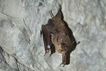 Black-bearded Tomb Bat (Taphozous melanopogon) roosting, Siem Reap, Cambodia