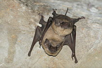 Black-bearded Tomb Bat (Taphozous melanopogon) pair roosting, Siem Reap, Cambodia