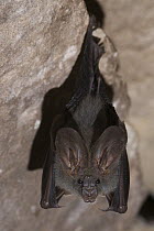 Lesser False Vampire Bat (Megaderma spasma) roosting, Siem Reap, Cambodia