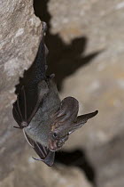 Lesser False Vampire Bat (Megaderma spasma), Siem Reap, Cambodia