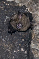 Great Roundleaf Bat (Hipposideros armiger) roosting, Siem Reap, Cambodia