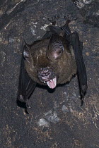 Great Roundleaf Bat (Hipposideros armiger) in defensive posture while roosting, Siem Reap, Cambodia