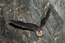 Ashy Roundleaf Bat (Hipposideros cineraceus) flying, Siem Reap, Cambodia