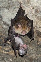 Ashy Roundleaf Bat (Hipposideros cineraceus) mother and young roosting, Siem Reap, Cambodia