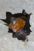 Pomona Roundleaf Bat (Hipposideros pomona) mother and young roosting, Siem Reap, Cambodia