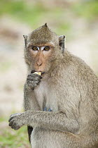 Long-tailed Macaque (Macaca fascicularis) female feeding, Phnom Penh, Cambodia