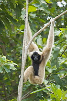 Pileated Gibbon (Hylobates pileatus) hanging in tree, Siem Reap, Cambodia