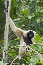 Pileated Gibbon (Hylobates pileatus) in tree, Siem Reap, Cambodia