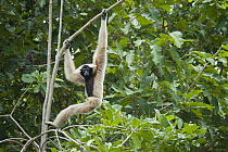 Pileated Gibbon (Hylobates pileatus) hanging in tree, Siem Reap, Cambodia