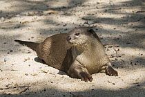 Indian Smooth-coated Otter (Lutrogale perspicillata), Cambodia