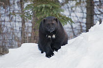 Wolverine (Gulo gulo) in snow, North America