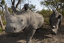 White Rhinoceros (Ceratotherium simum) pair, Fathala Wildlife Reserve, Senegal