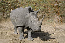 White Rhinoceros (Ceratotherium simum), Bandia Reserve, Senegal