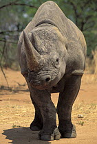 Black Rhinoceros (Diceros bicornis) with ear bitten by hyena while it was a calf, Imire Safari Ranch, Zimbabwe