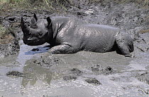 Black Rhinoceros (Diceros bicornis) mud bathing, Zimbabwe